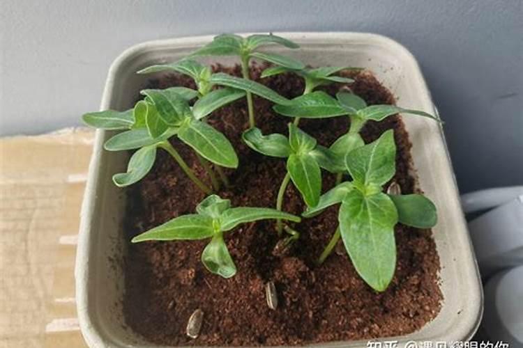 向日葵长出小苗后怎么养