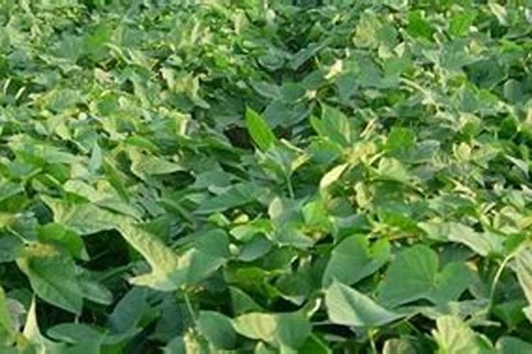 红薯施什么肥产量高