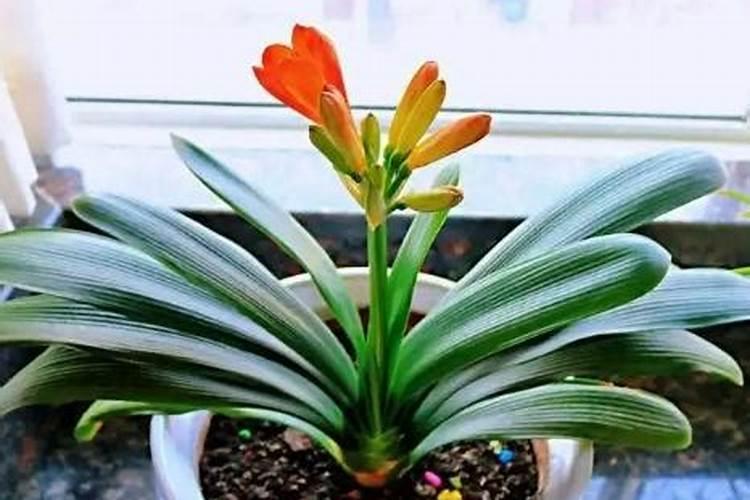 玉米开花后还要施肥吗