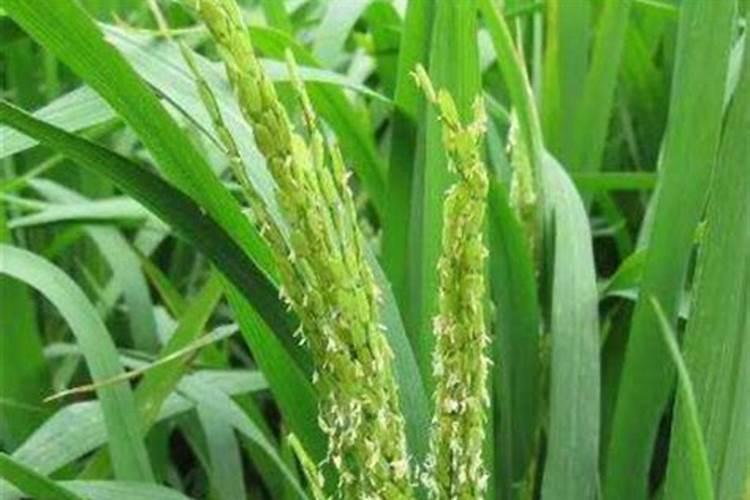 种菜籽施什么肥最好好