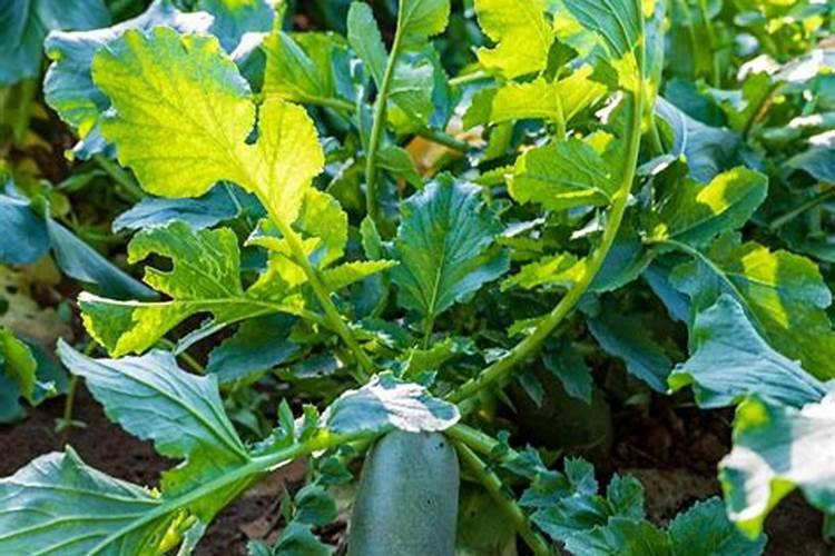 山茶花使用什么肥料