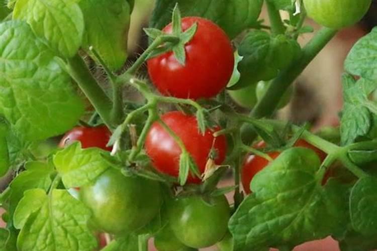 氮肥促进果树开花结果吗