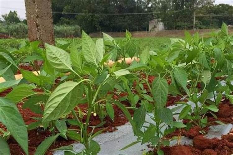 高温大棚种植辣椒,辣椒长得弯弯是怎么回事？
