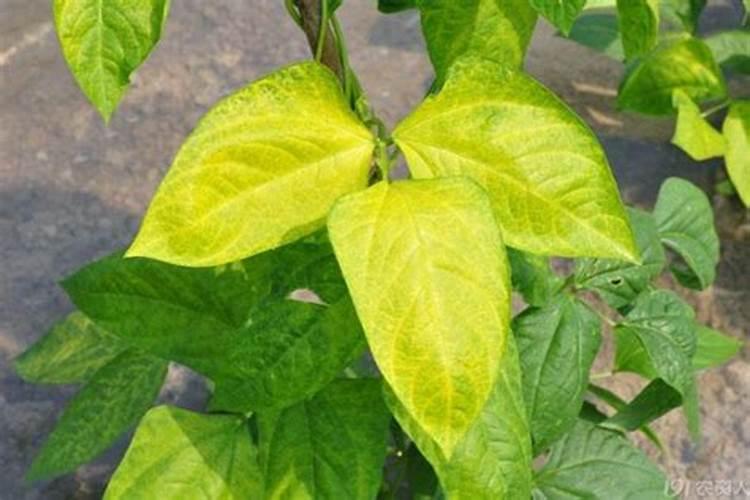 叶绿素在植物中的作用是什么？