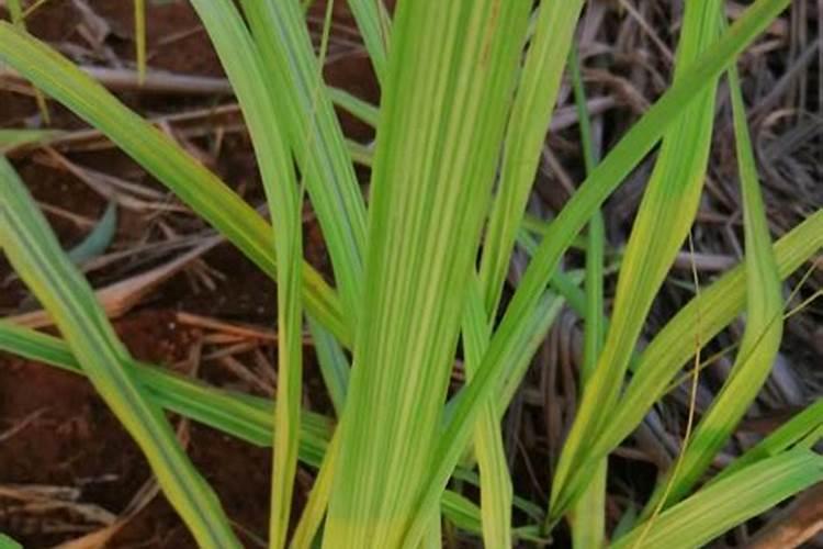 芝麻控旺的最好方法