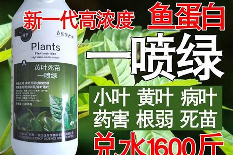 叶绿素叶面肥喷在秧田里能用几次吗？