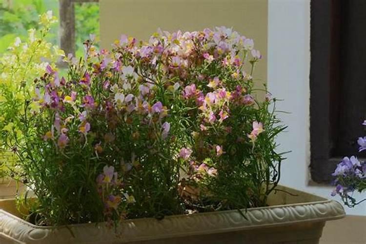 茉莉花一般施什么肥料好