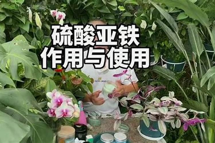 黑金氮对玉米的作用是什么