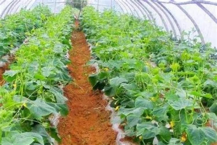 促进开花的肥料促开花需什么肥