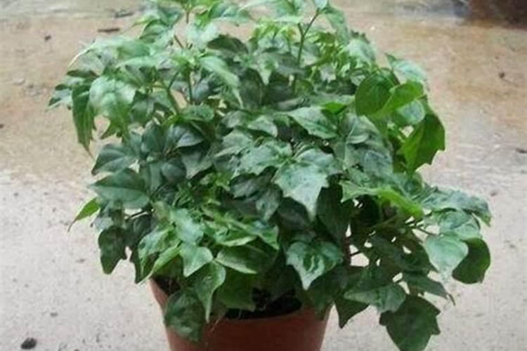 草坪都能干啥什么