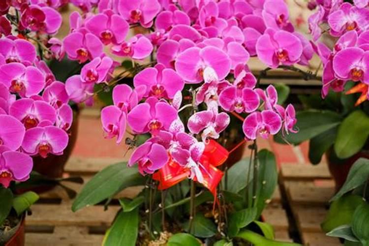 蝴蝶兰用什么水浇花好