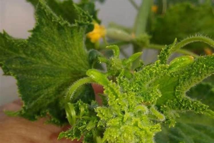 重楼茎基腐病的发病原因及防治措施