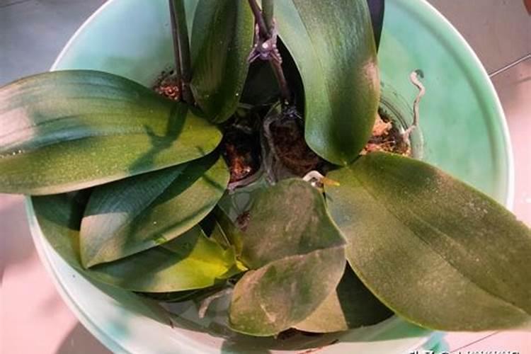 磷酸二氢钾可以浇蝴蝶兰吗