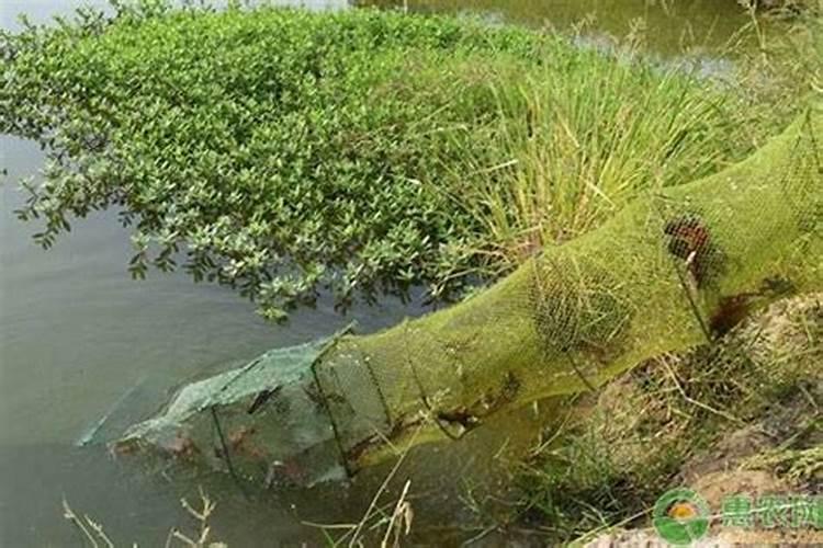 种花生用什么肥料最好