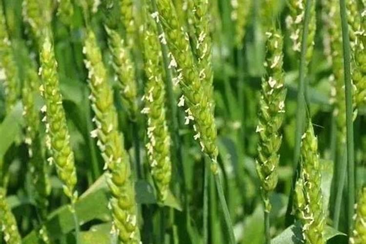 高梁在什么时候打叶面肥促早熟？