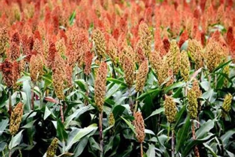 高粱种植技术要点