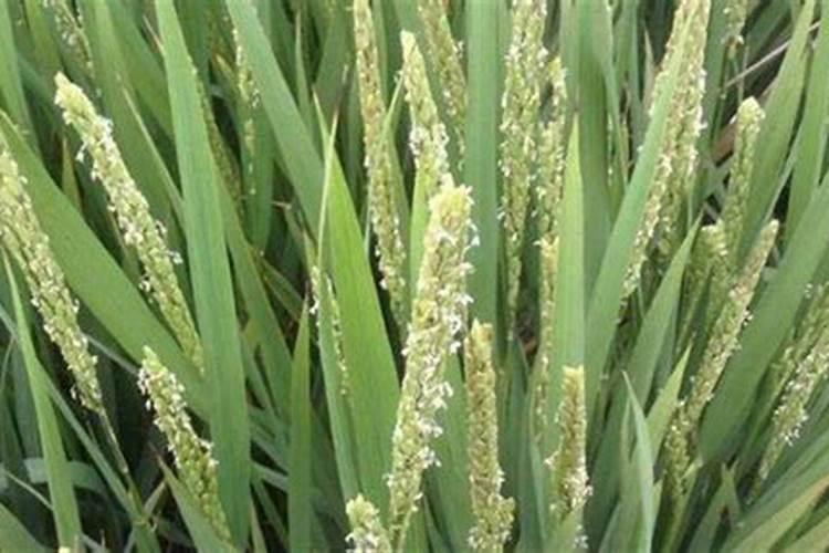 高梁抽穗扬花期可以喷施磷酸二氢钾和稀施美吗