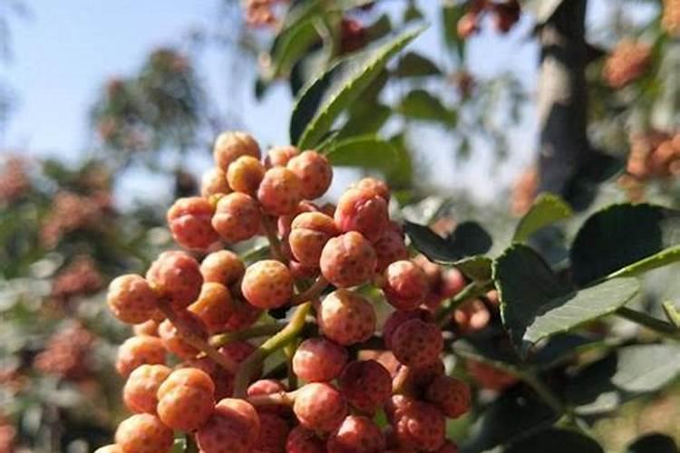 芸苔素的作用和使用方法