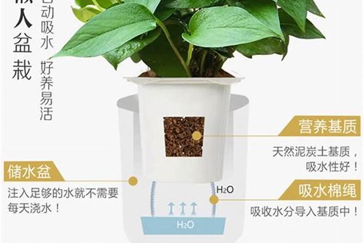 吊兰绿萝怎样施肥