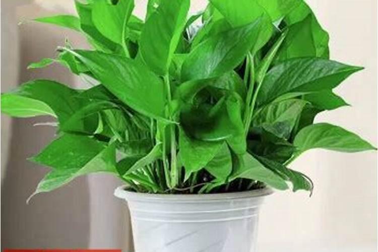 绿萝可以净化空气还比较好养活,大家都喜欢在家里养,绿萝叶子发黄怎么办...