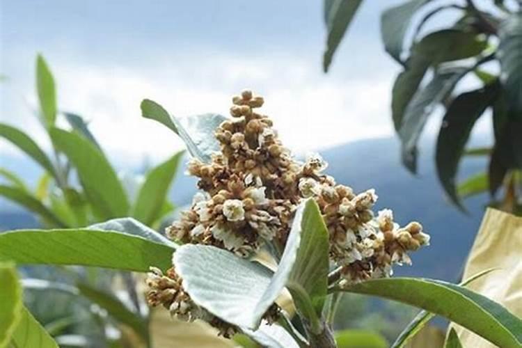 枇杷树施什么肥枇杷树怎么施肥