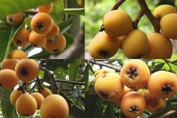 枇杷施肥用什么最好