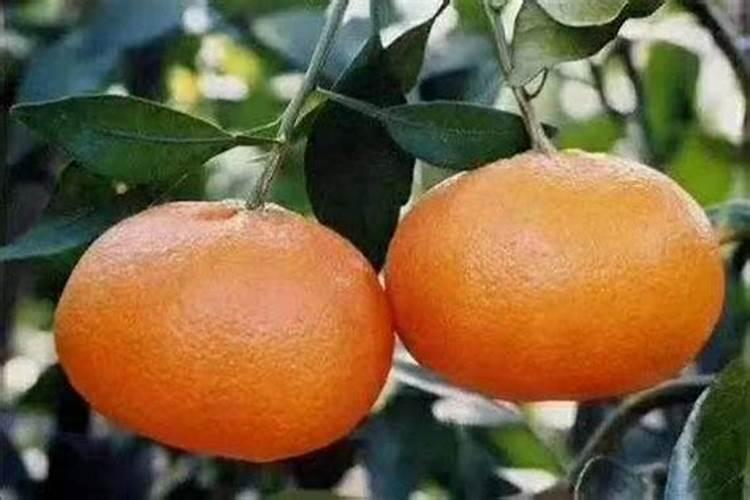 柑橘树怎么施肥