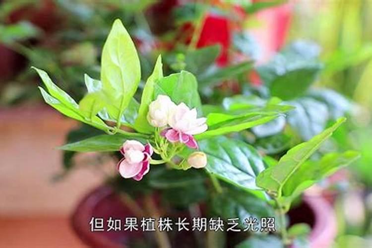茉莉花四季怎么施肥