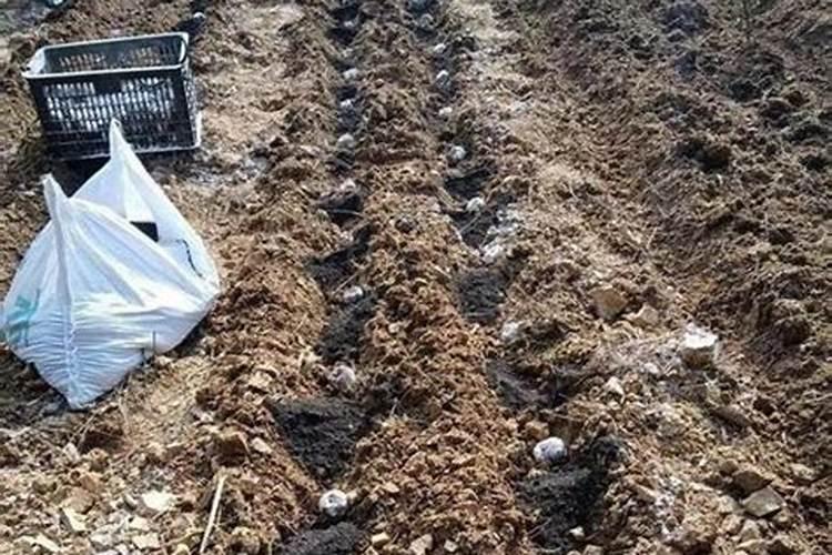 魔芋什么时候追肥合适