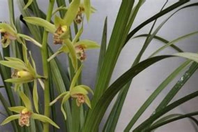 腊梅水养需要加盐吗