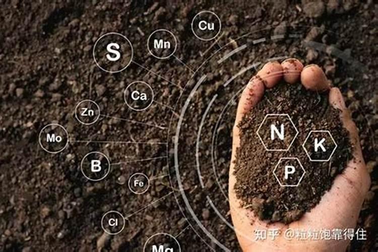 哪种肥料不属于有机肥料,有机肥料和无机肥料的区别