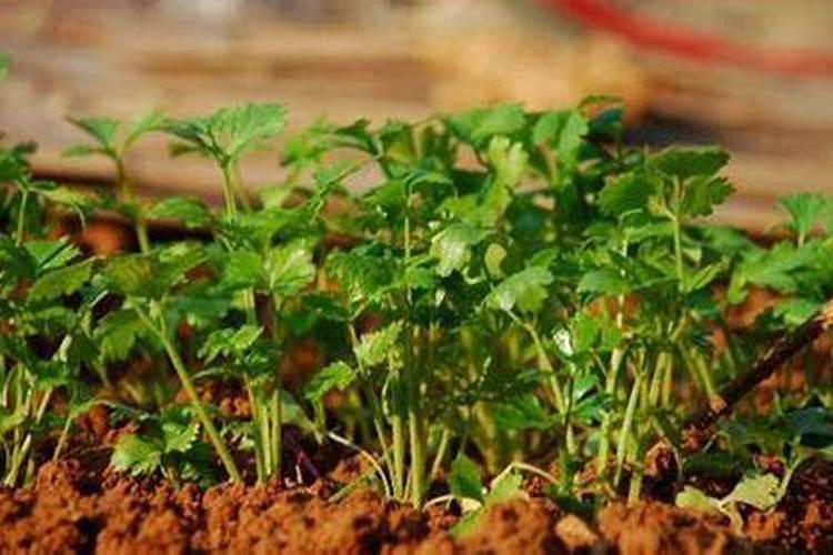 香菜最怕三种肥料