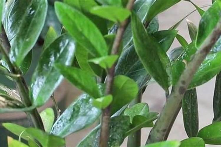 中国磷矿及磷化工市场规划与发展前景展望报告2022～2028年