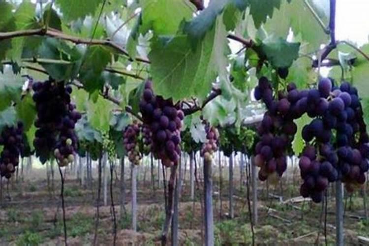 桃子怎样施肥可以丰收