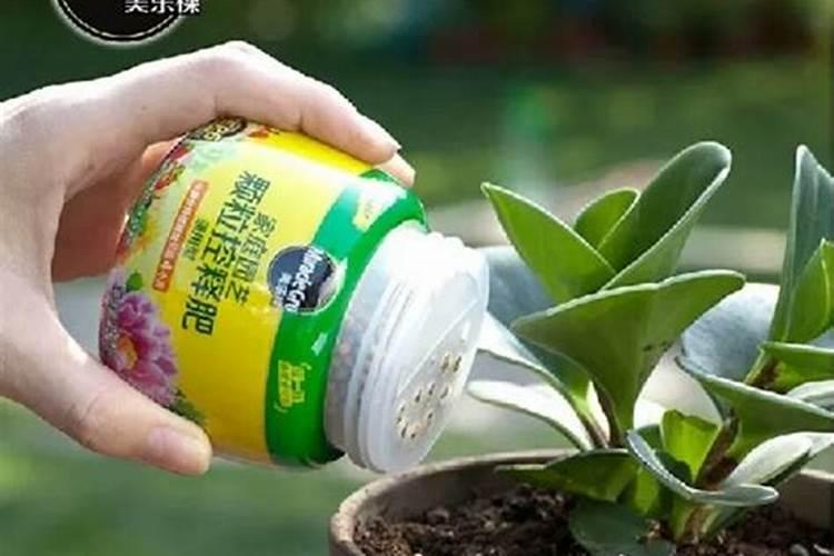 三伏天的兰花越长越瘦如何进行改善