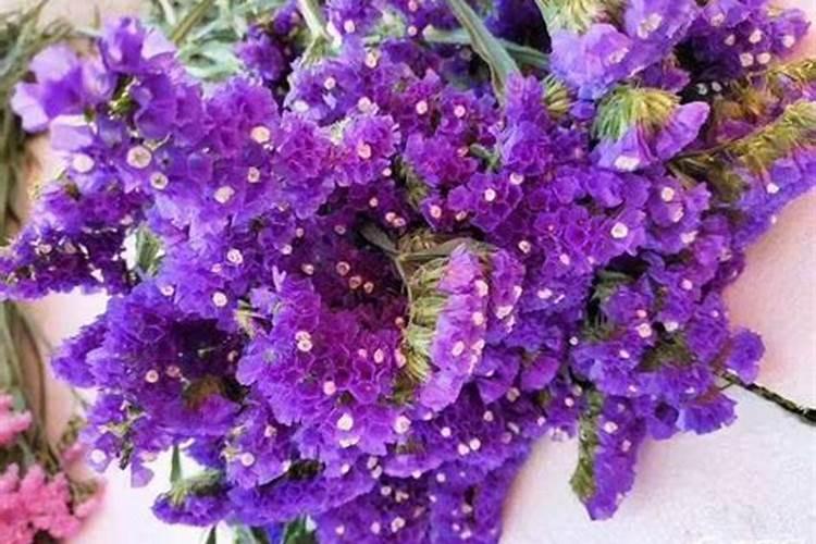 勿忘我怎么施肥