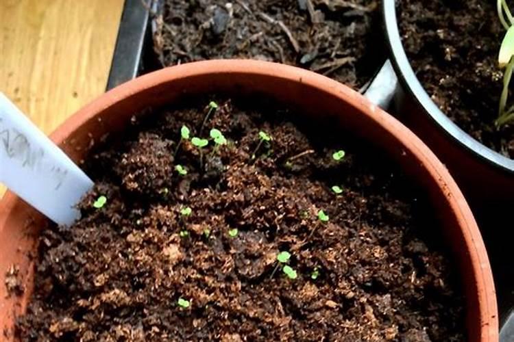 勿忘我怎么施肥,施什么肥