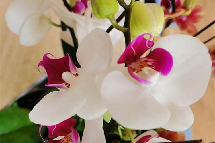 蝴蝶兰花好养吗