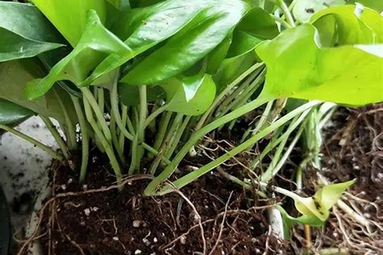 水培绿萝用什么肥料