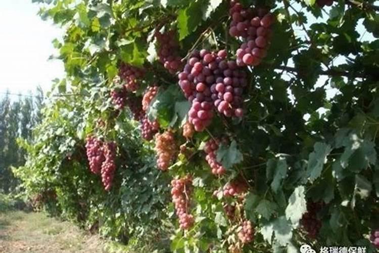 红提葡萄彭大期施肥技术