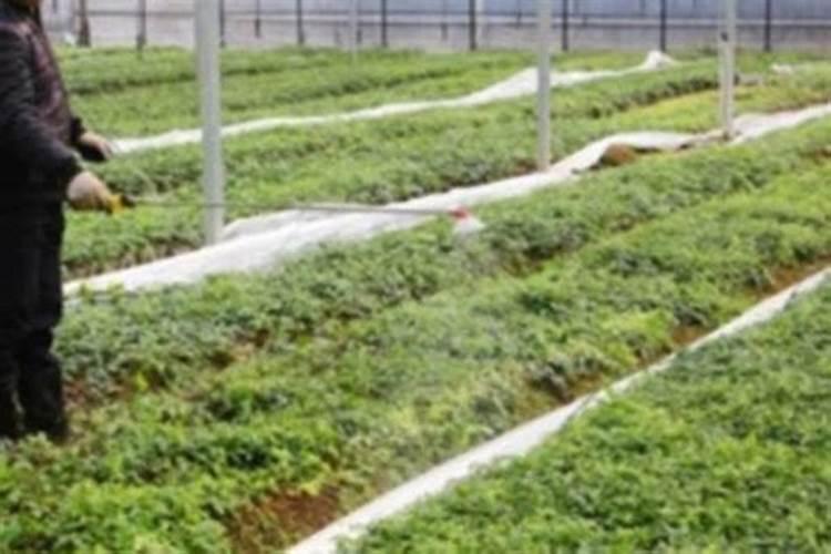 玉米田磷酸二氢钾药害表现