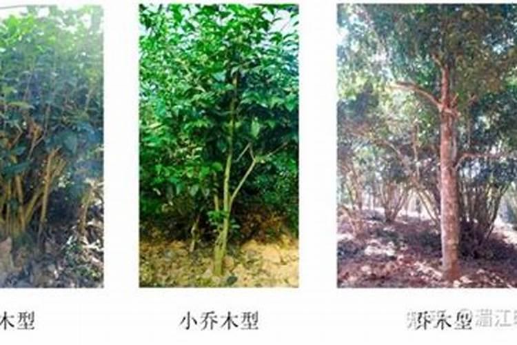 豆角用什么肥料效果好(种植豆角结果期需要什么叶面肥)