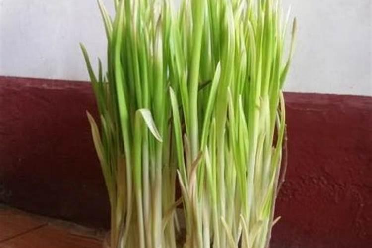 种大蒜用什么肥料最好