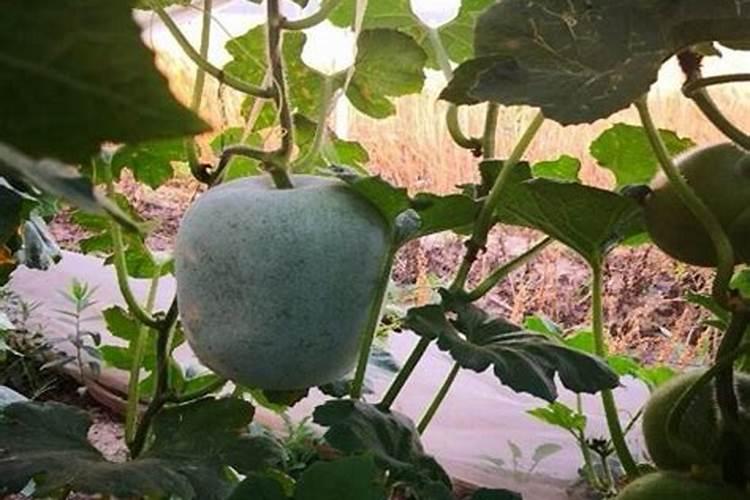 冬瓜长不大？这7个施肥要点要搞懂
