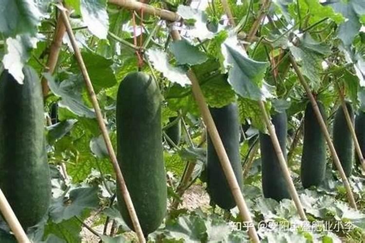 冬瓜高产施肥的正确方法(冬瓜怎么管理施肥才能丰收)