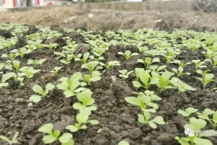 菜心怎么种才不招虫 种菜心不招虫方法