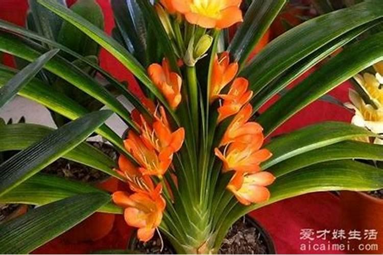 油菜缺硼症状