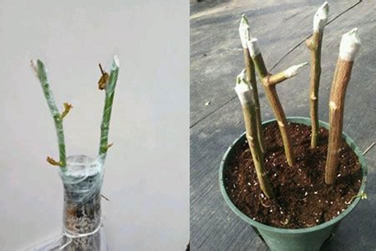 月季花秋天应该怎么浇水施肥