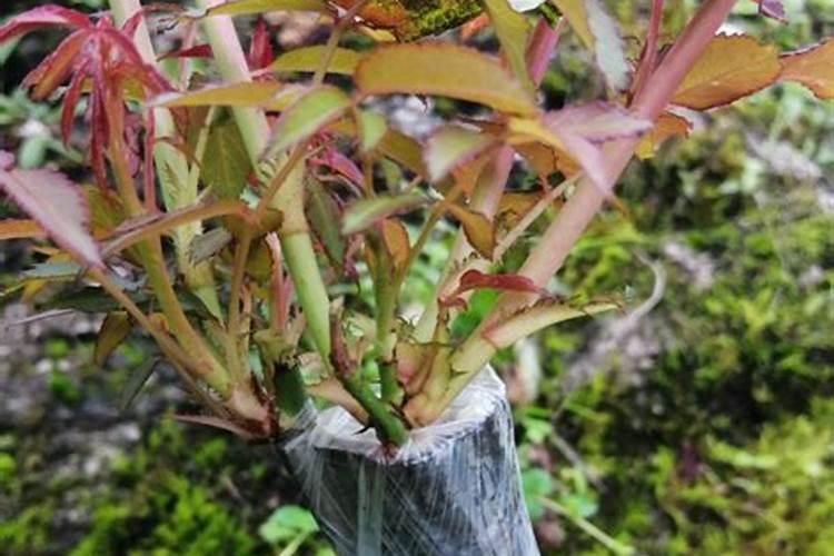 黄瓜白粉病用什么药