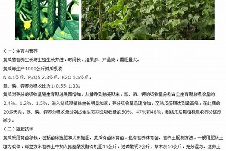 油菜苗有苗株叶片变紫,枯萎,矮小现象,是怎么回事？该如何处理？
